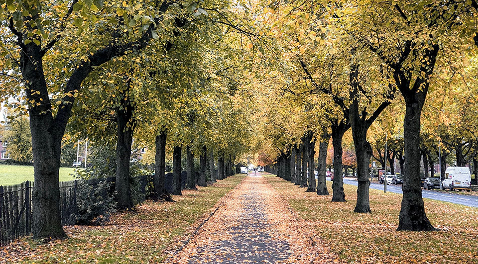 Tree-lined street in October.